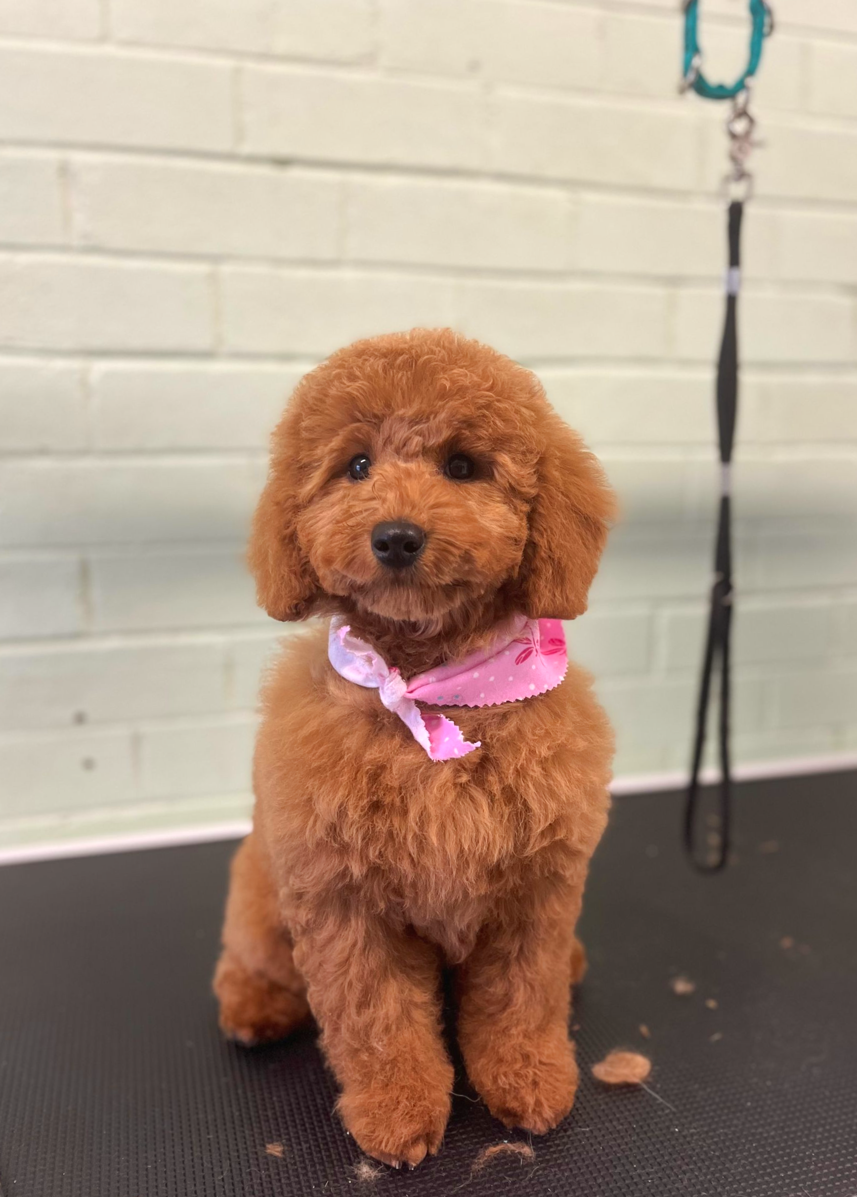 A brown poodle with a pink scarf sits on a black table — Cinda’s Pet Services in Barnsley, NSW
