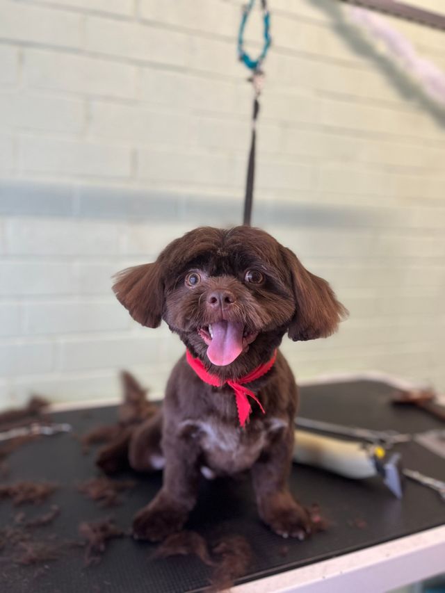 Brown dog with a fresh haircut sitting on a grooming table, wearing a red ribbon, smiling with tongue out.