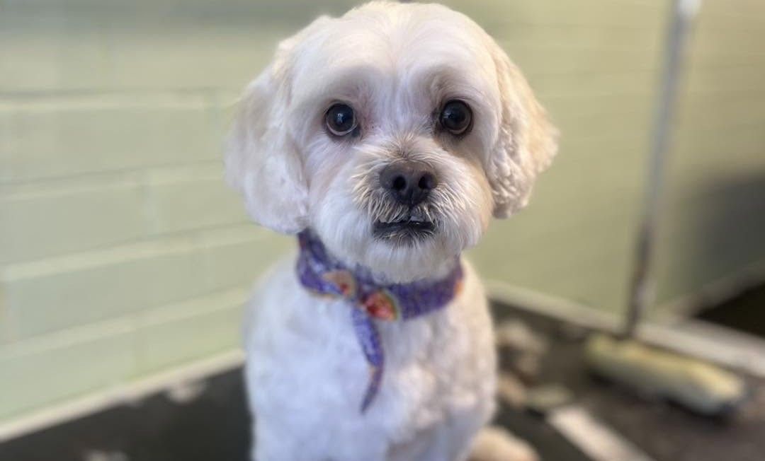Signs Your Dog Is Overdue For Grooming