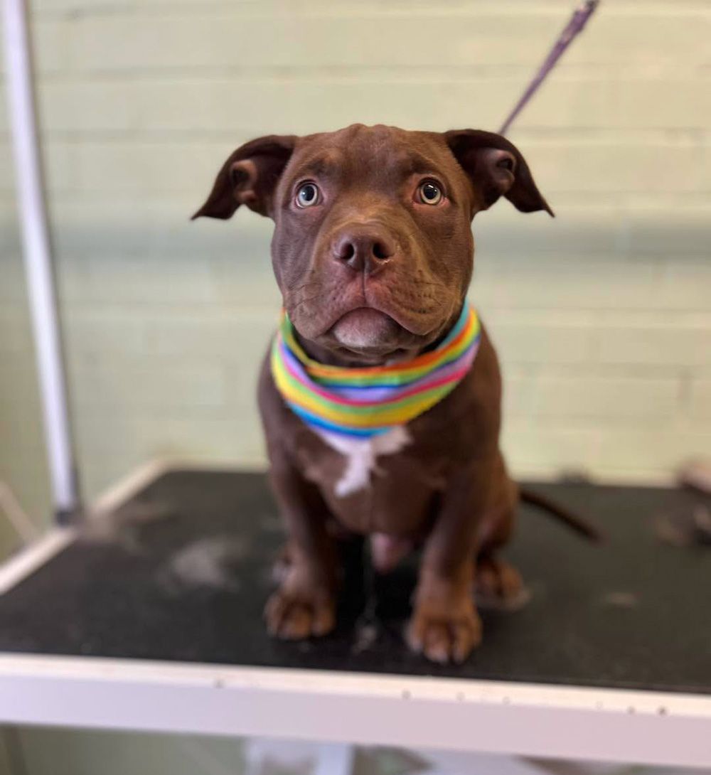 A Brown American Bully Puppy Sitting On A Grooming Table — Cinda’s Pet Services in Barnsley, NSW