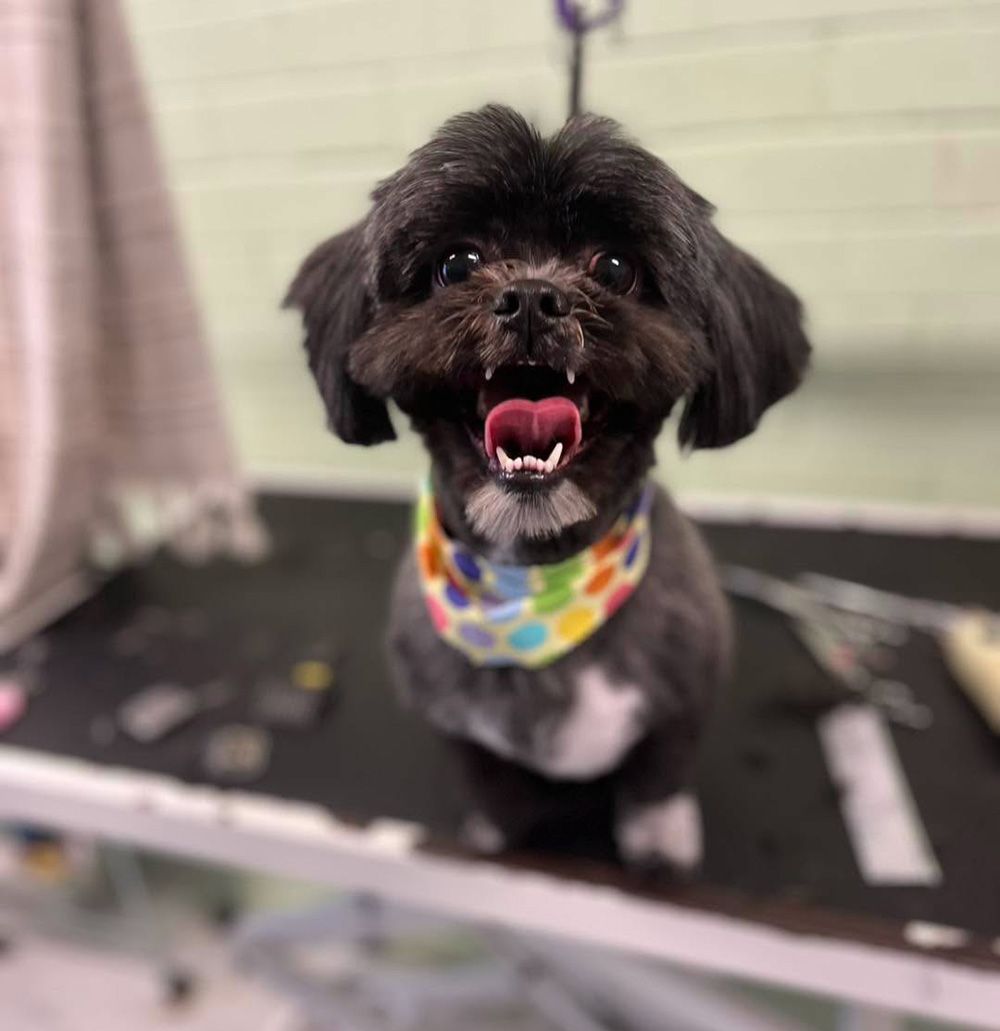 A Freshly Groomed Black Shih Tzu Wearing A Colorful Bandana — Cinda’s Pet Services in Barnsley, NSW