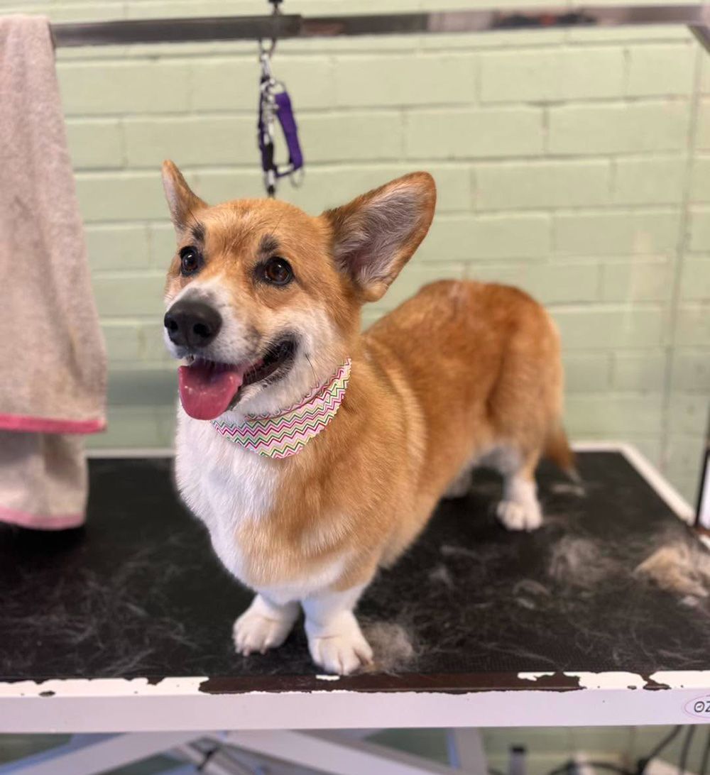 Corgi Standing On A Grooming Table After A Professional Groom— Cinda’s Pet Services in Barnsley, NSW