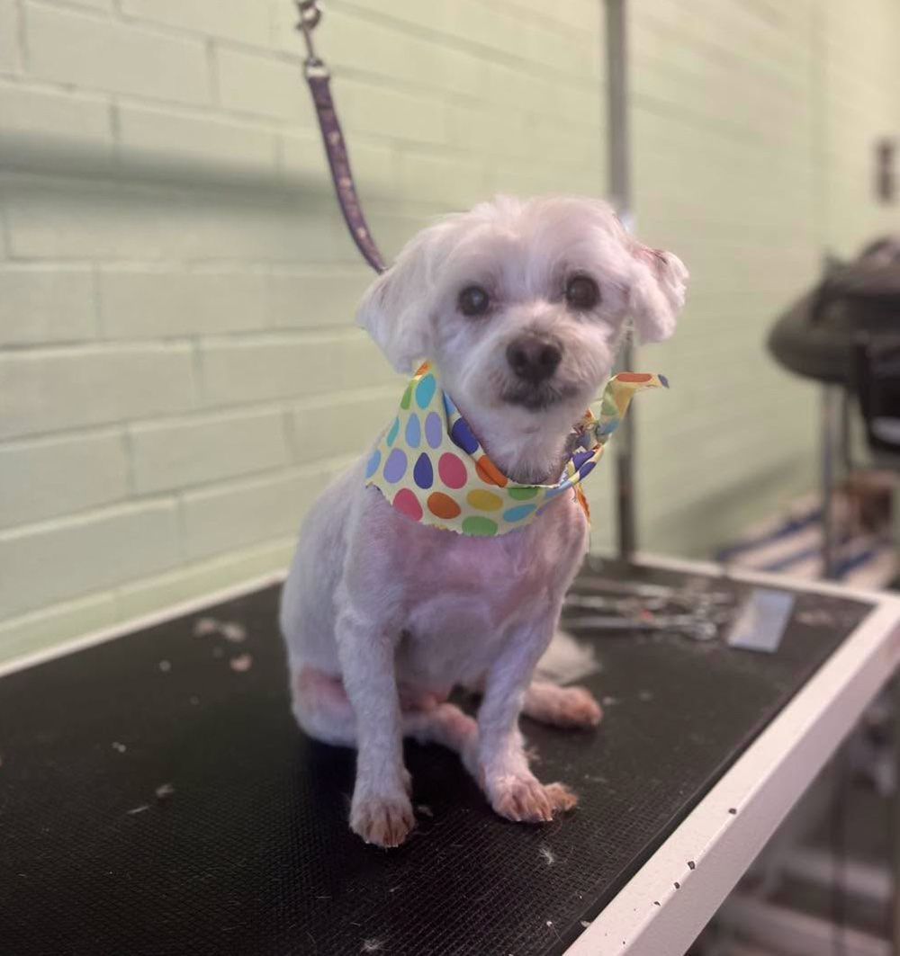 Freshly Groomed White Maltese Dog Sitting On A Grooming Table — Cinda’s Pet Services in Barnsley, NSW
