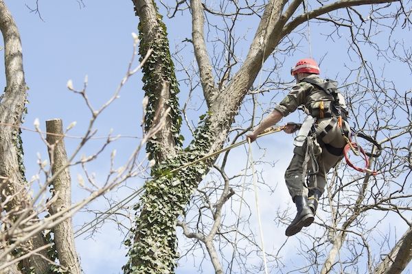 Arborist Kotka