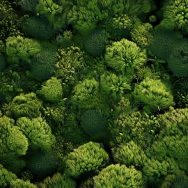 An aerial view of lush green moss.