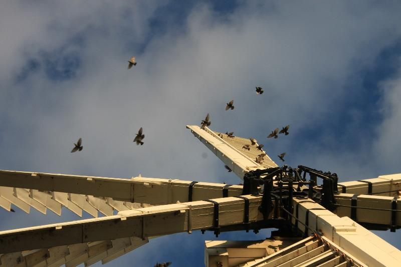 A flock of pigeons are flying around a building