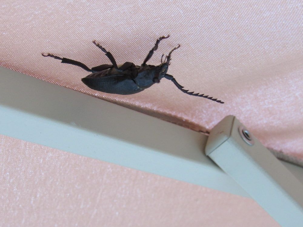 A Black Bug Is Crawling On A Pink Cloth — Nambour Pest Control In Coes Creek, QLD