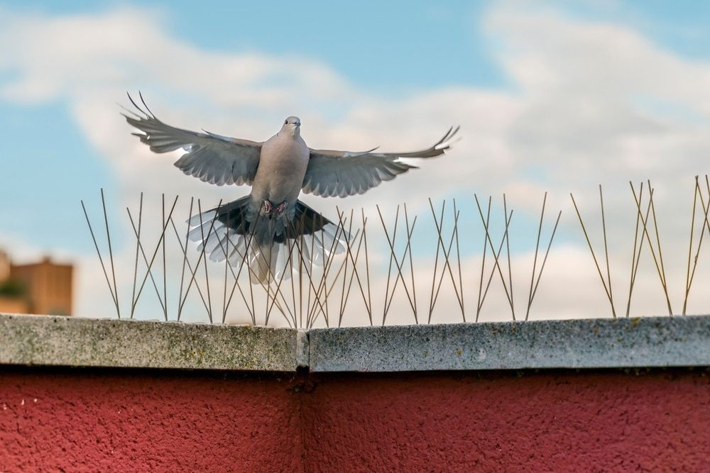 A Pigeon Is Flying Over A Fence With Spikes On It — Nambour Pest Control In Coes Creek, QLD