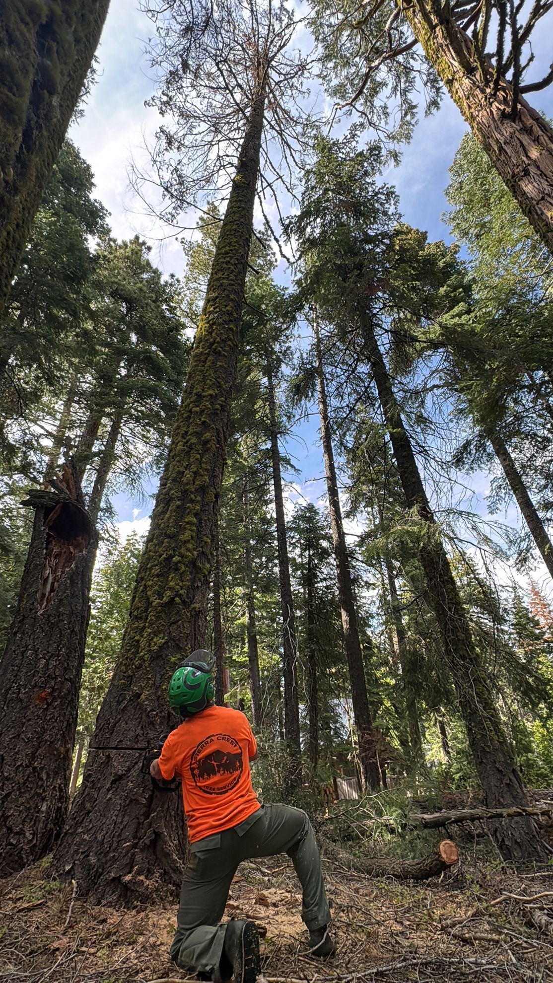 Homewood CA Tree Service Company