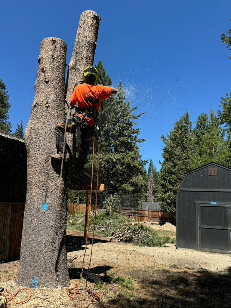 Tree Cutting Stateline NV