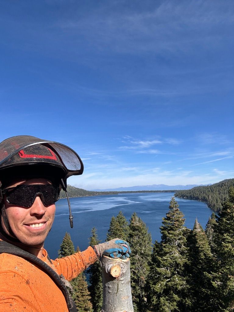 Tree Service Stateline NV