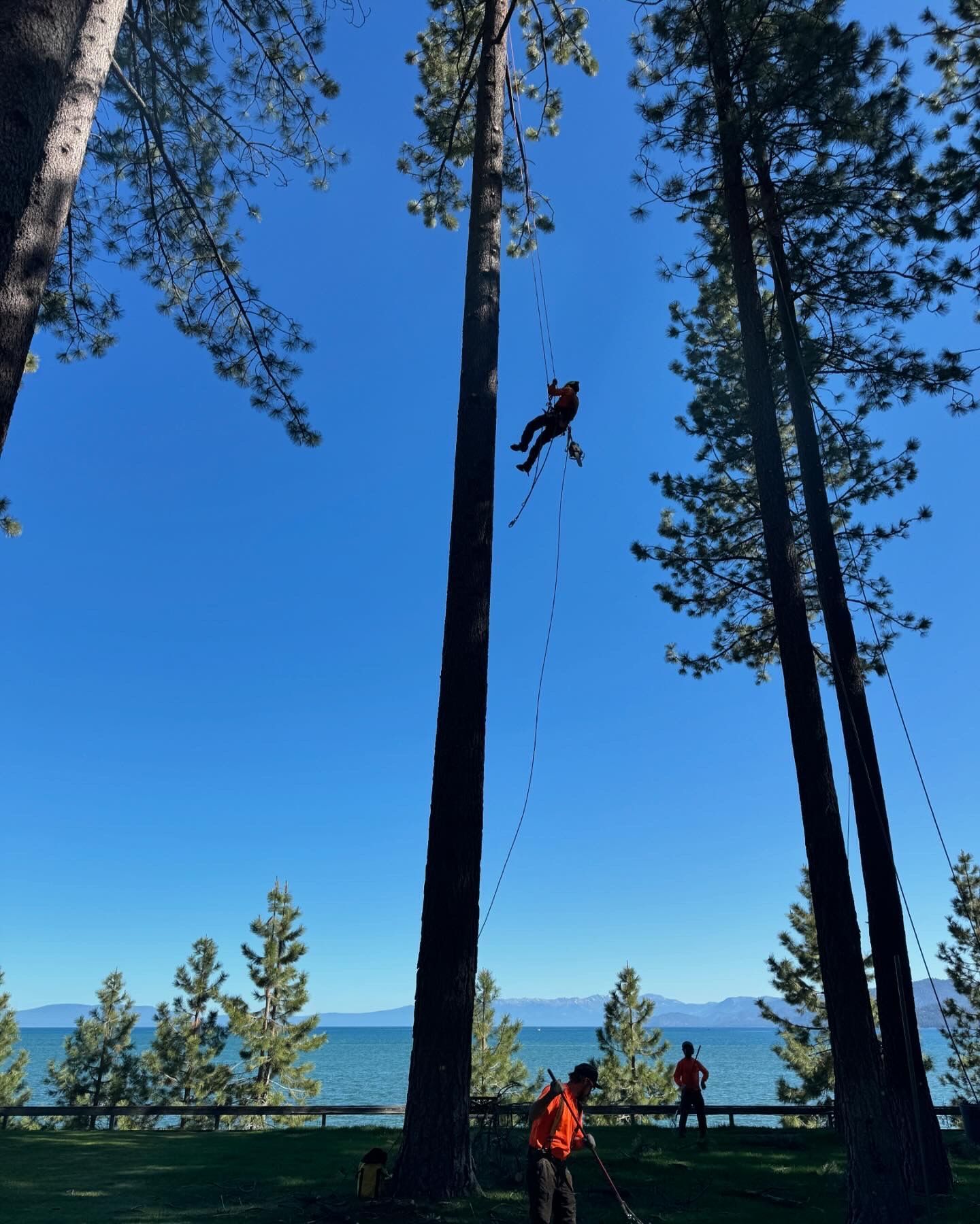 Glenbrook NV Tree Trimming Service