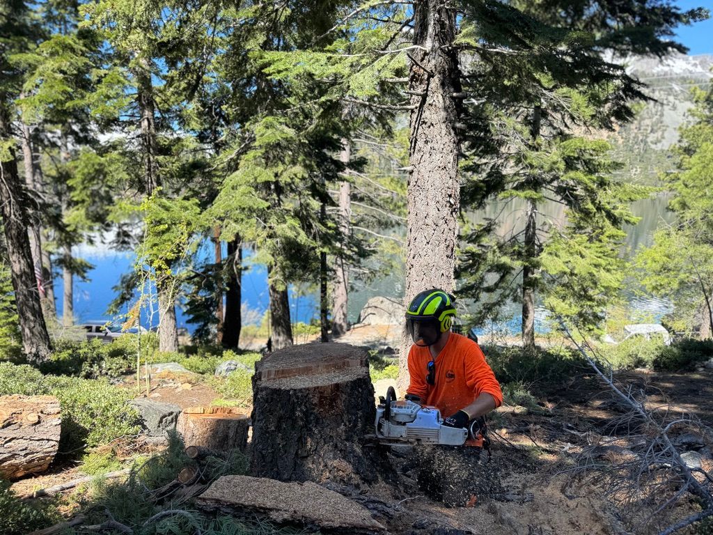 Tree Trimming Service South Lake Tahoe