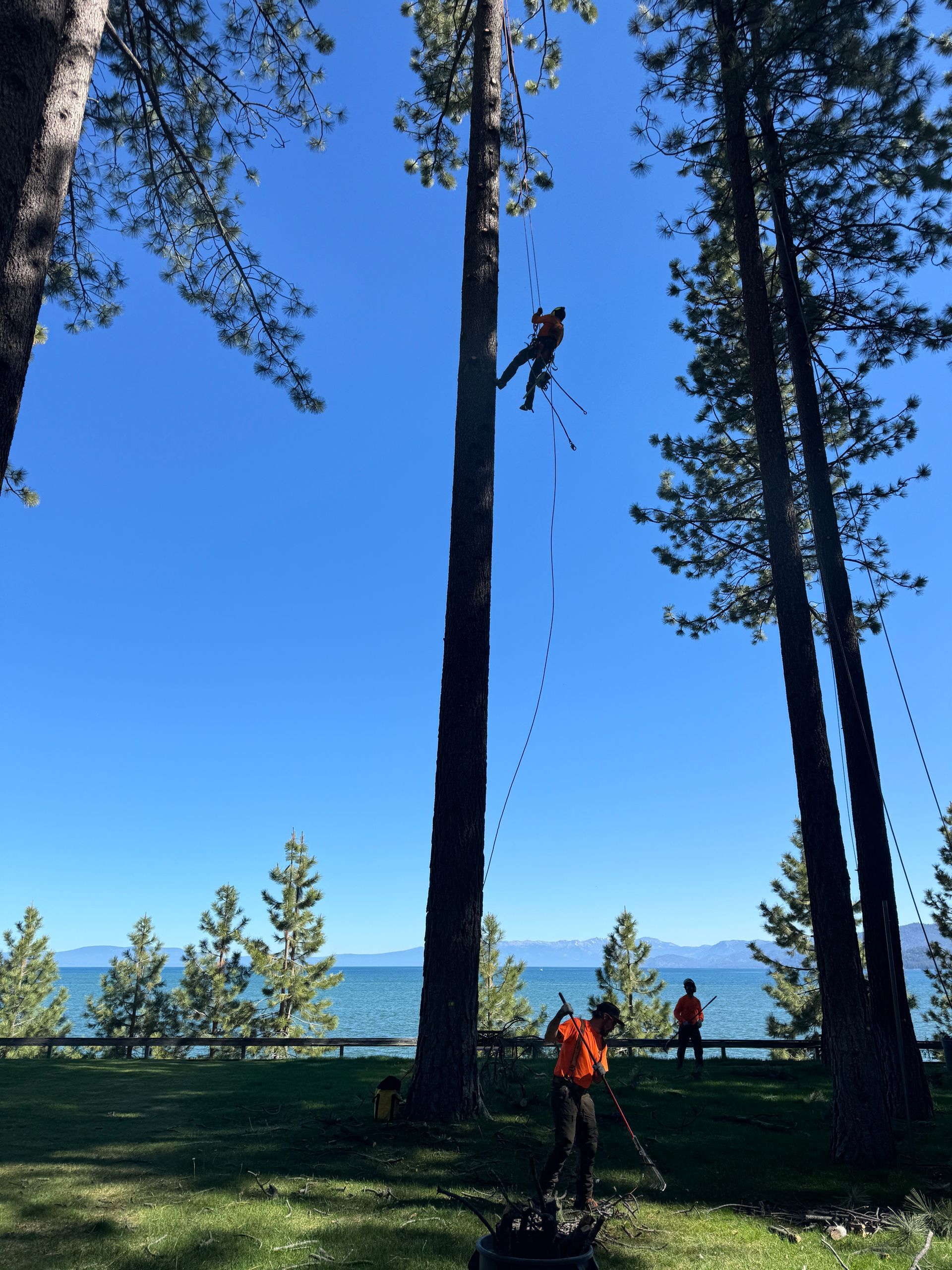 Tahoma CA Tree Service