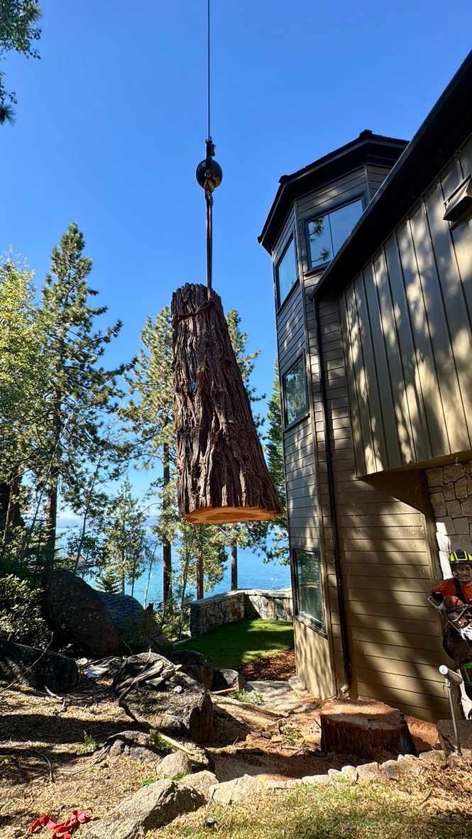 Tree Removals South Lake Tahoe