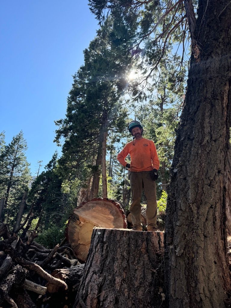 Tree Removal Service Stateline NV