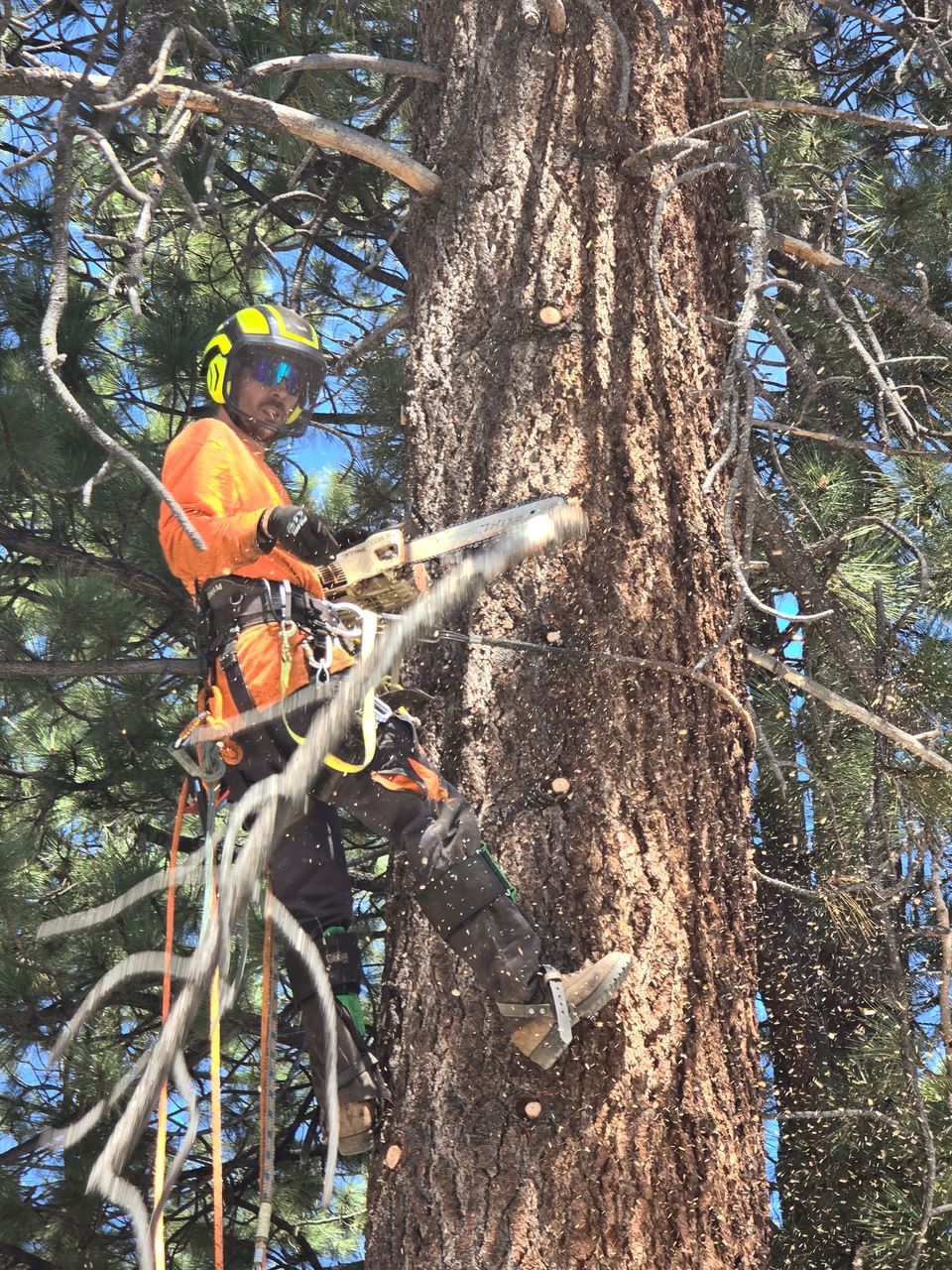 Tree Trimming South Lake Tahoe