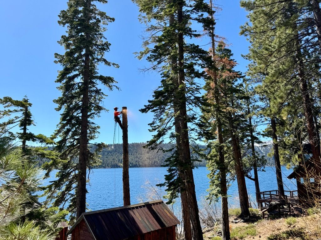 Tree Removal Fallen Leaf Lake