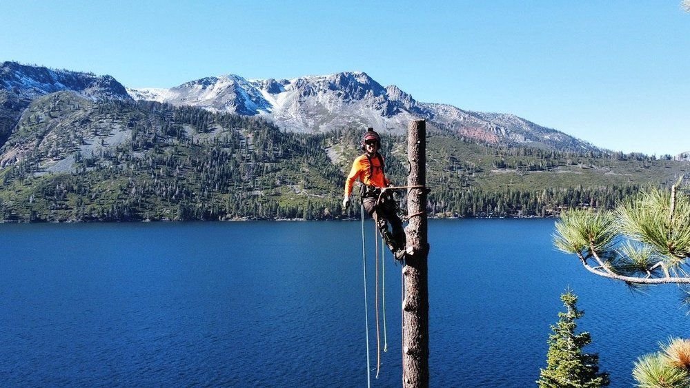 Best Tree Service Meeks Bay
