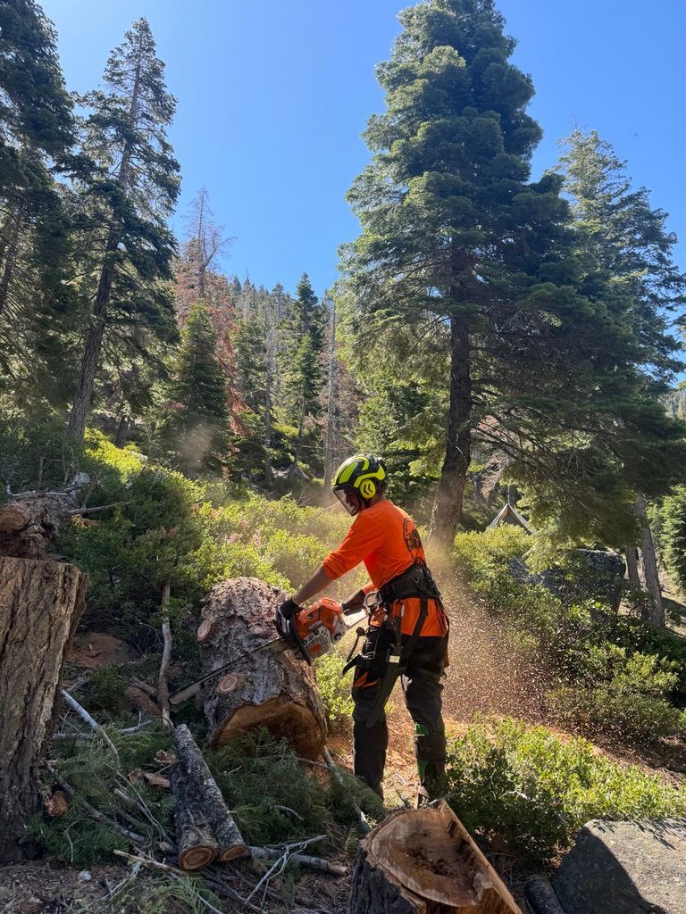 Tree Removal South Lake Tahoe