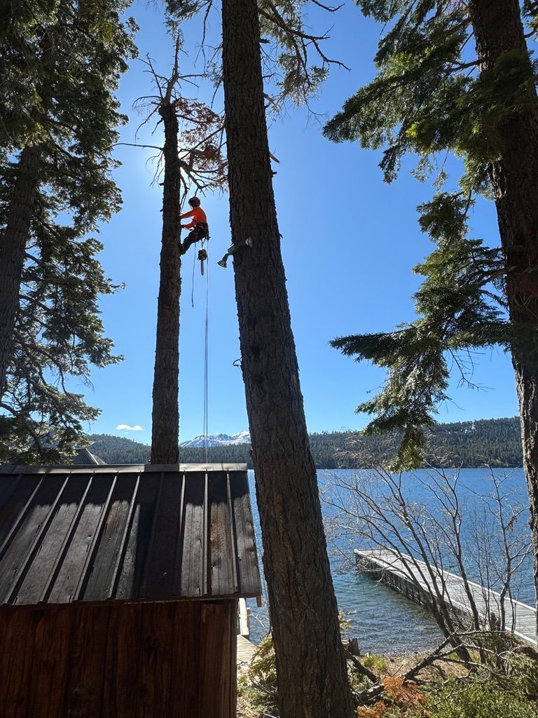 Tree Pruning South Lake Tahoe