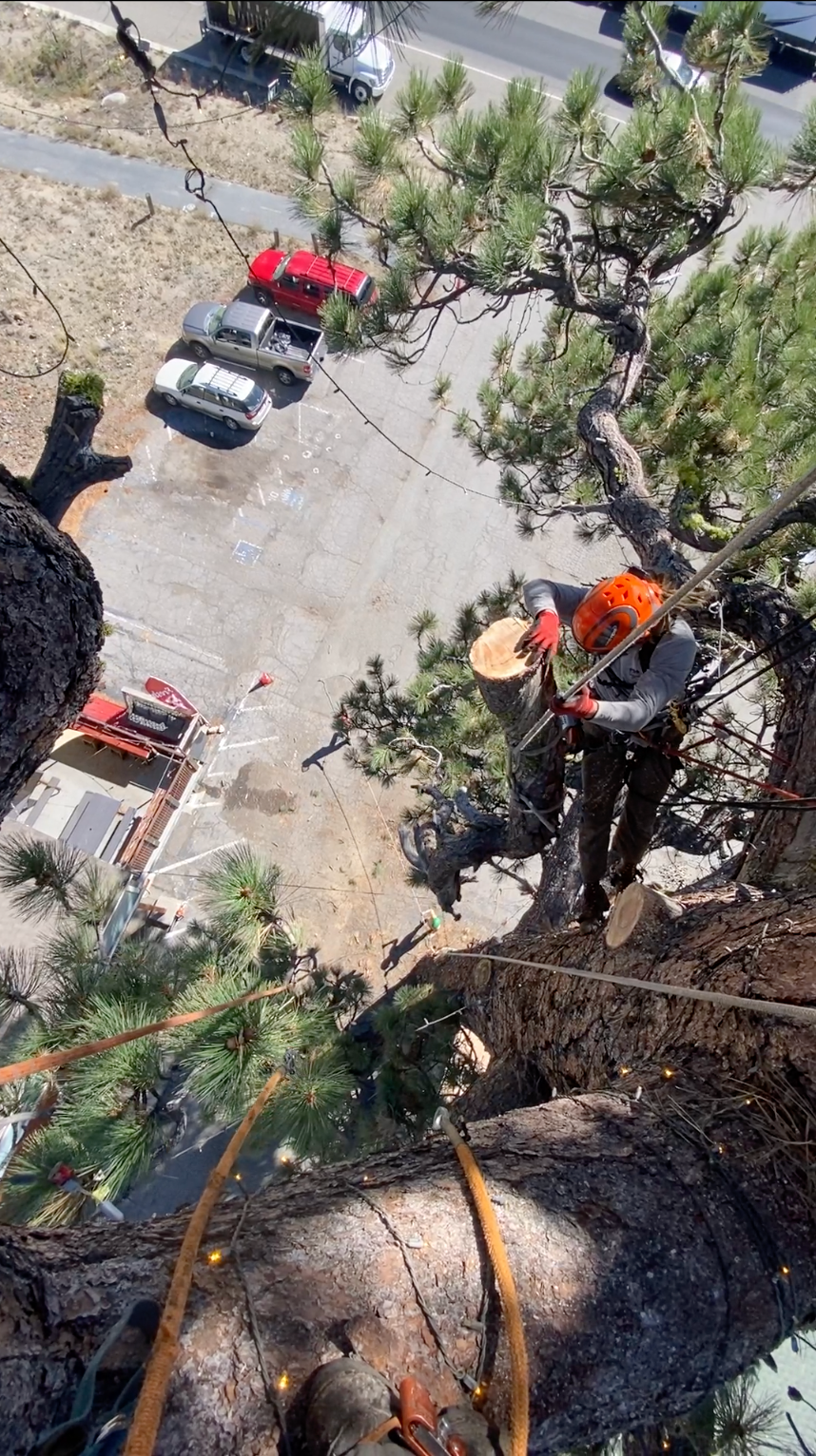 Emergency Tree Service South Lake Tahoe