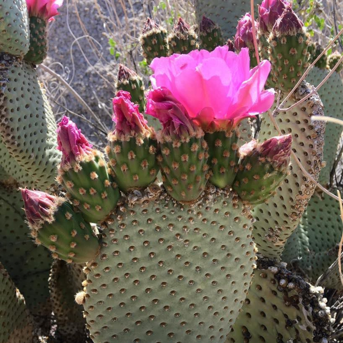 The Beavertail Cactus of Anza-Borrego State Park