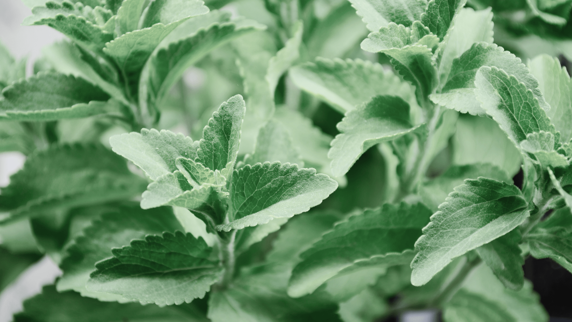 Stevia Leaves: A Natural Sweetener and Versatile Ingredient