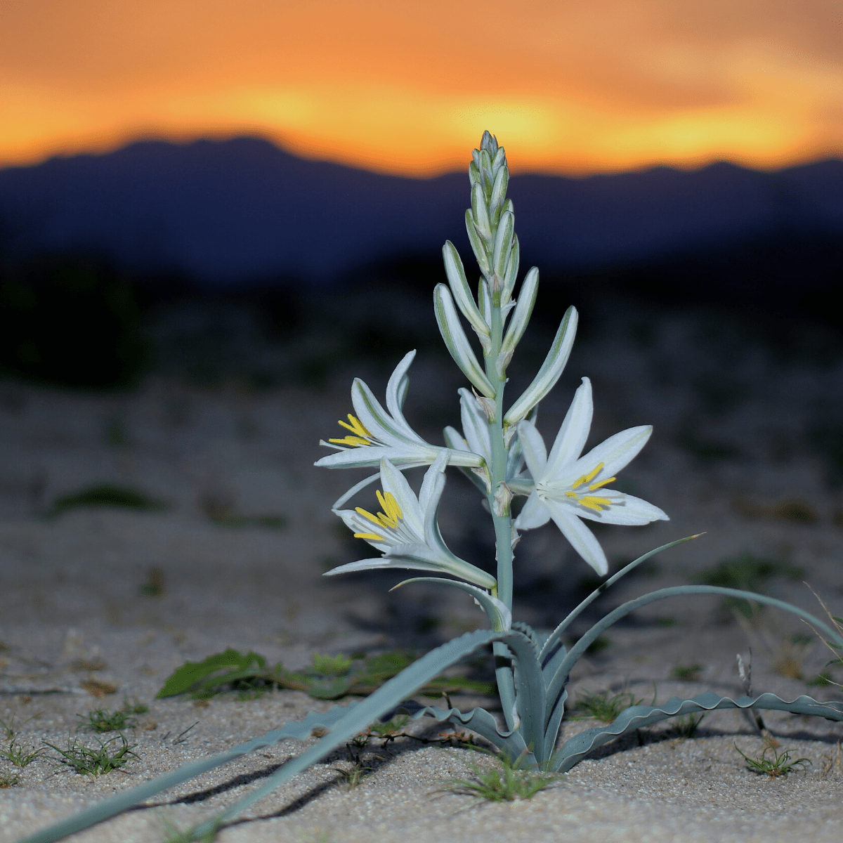 Lily IsoESuper Hedione Galaxolide その他 Exploring the Desert Lily of Anza-Borrego State Park