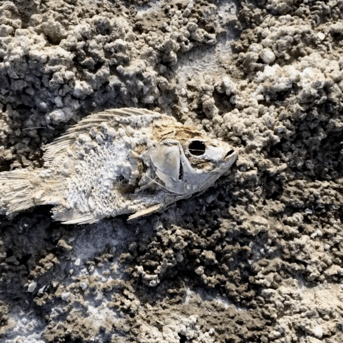 Located in Southern California, the Salton Sea is a unique and ecologically diverse body of water that is well worth a visit. The sea is a popular destination for boating, fishing, birdwatching, and other outdoor activities.