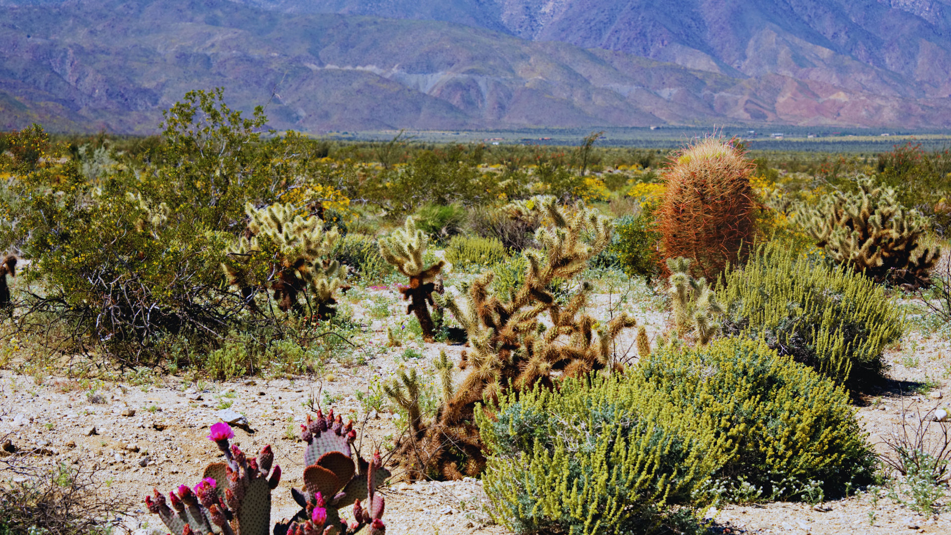 Borrego Springs