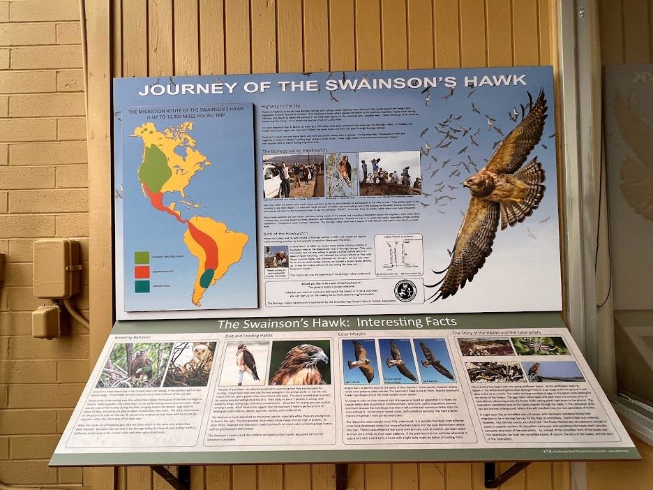 Wall display titled “Journey of the Swainson’s Hawk” with maps, photos, and text panels about the bird's migration