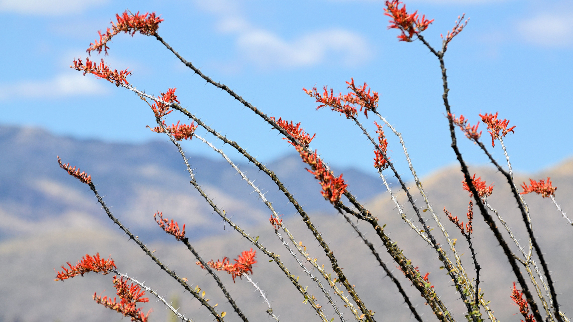 Ocotillo in Bloom