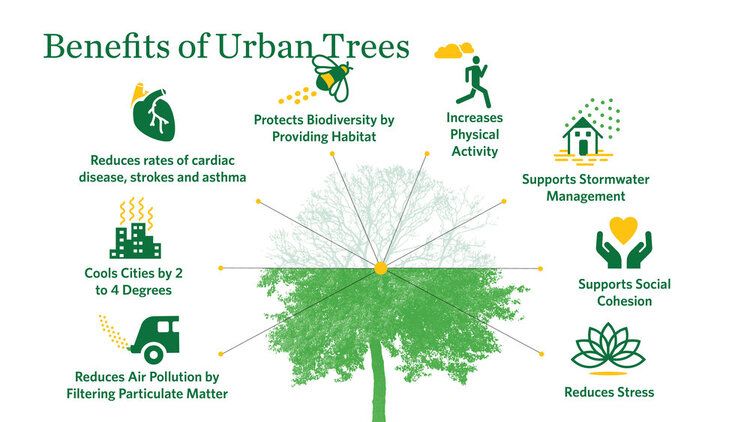 Urban trees provide environmental, economic, social, and health benefits throughout Louisville.