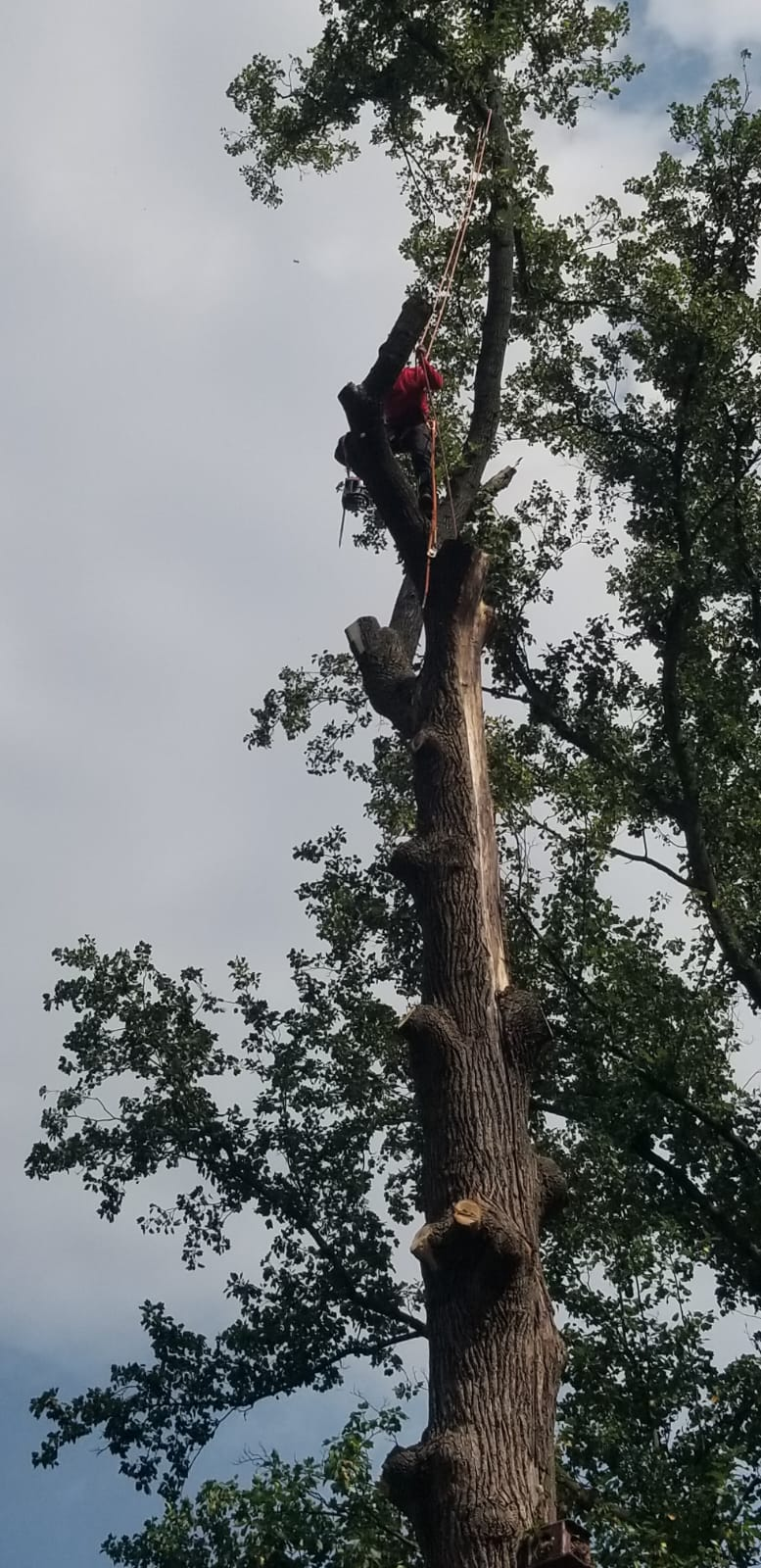 A man is climbing a tree with a chainsaw.