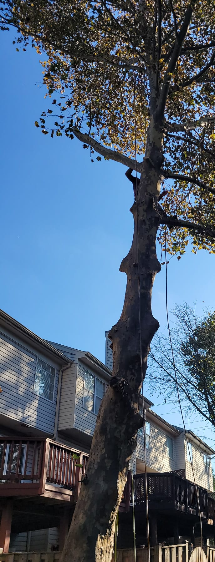 A tree is being cut down in front of a house.