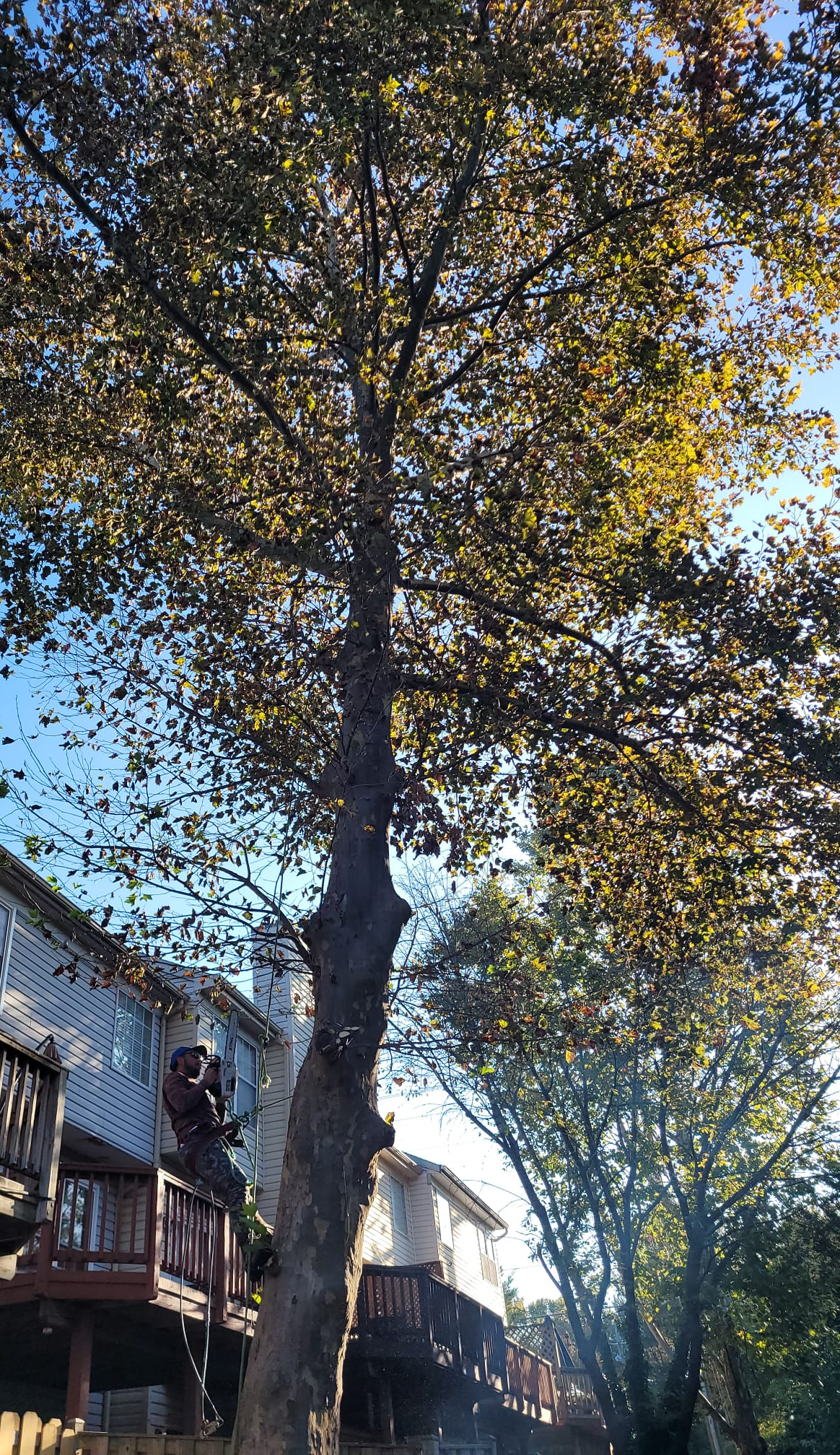 A tree with lots of leaves is in front of a house with a deck.