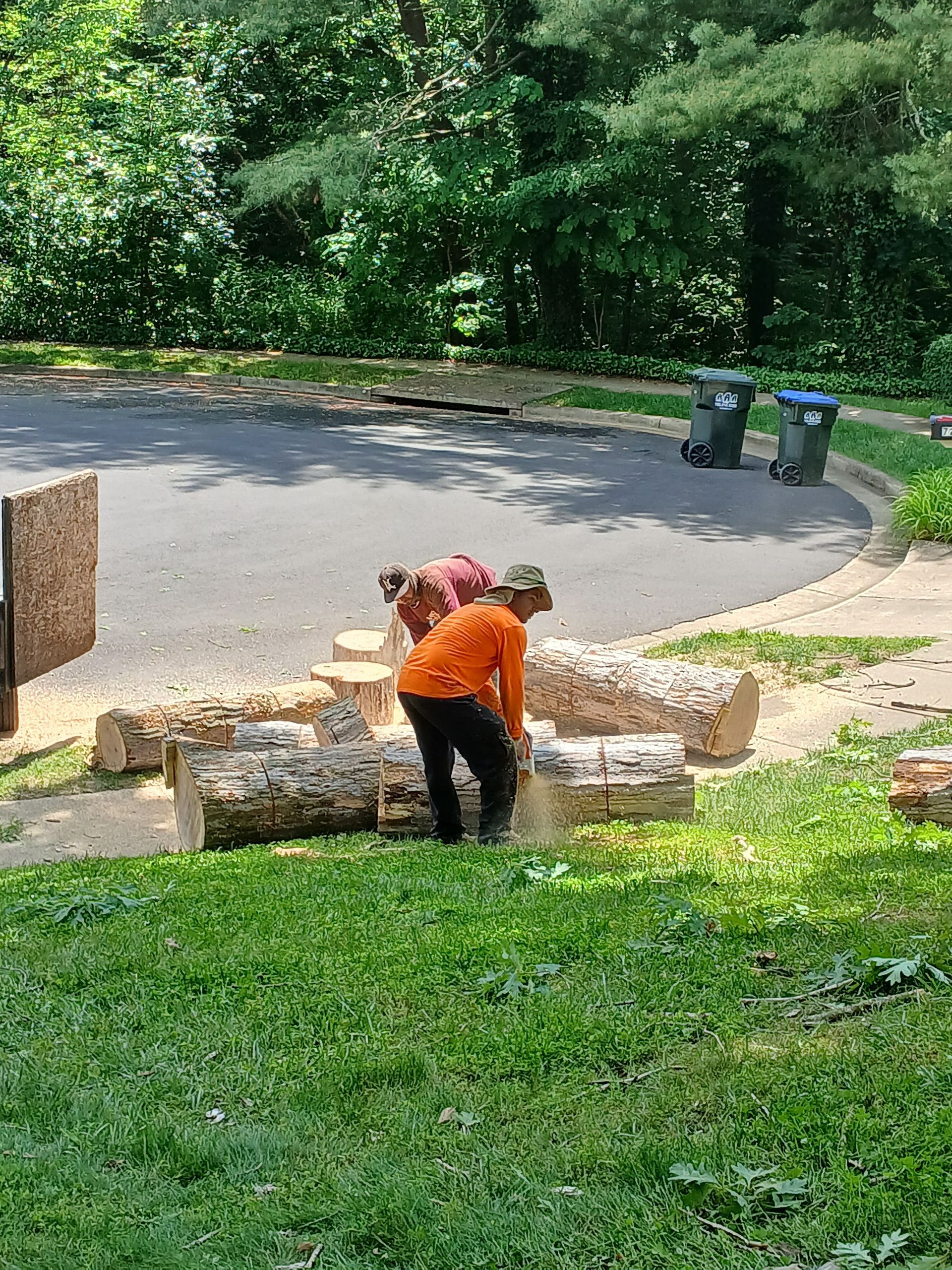 A man is cutting logs in a yard with a chainsaw.