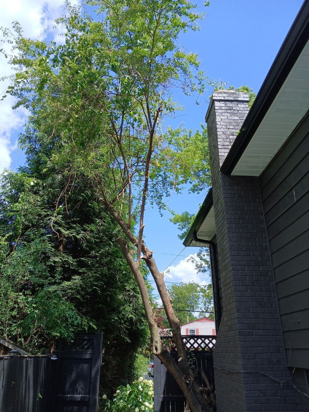 A tree is hanging over the side of a house.