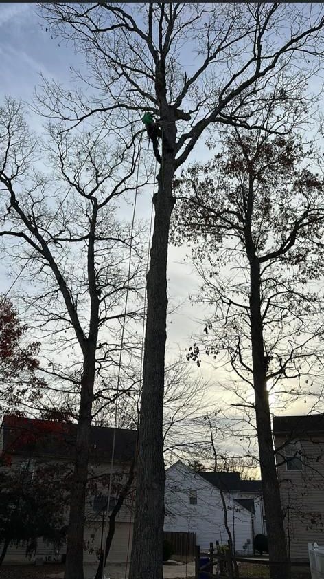 A man is climbing a tree with a rope.