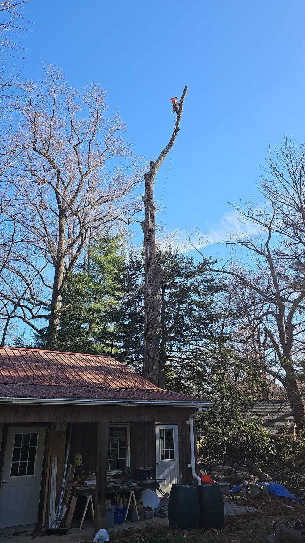A tree is being cut down in front of a house.