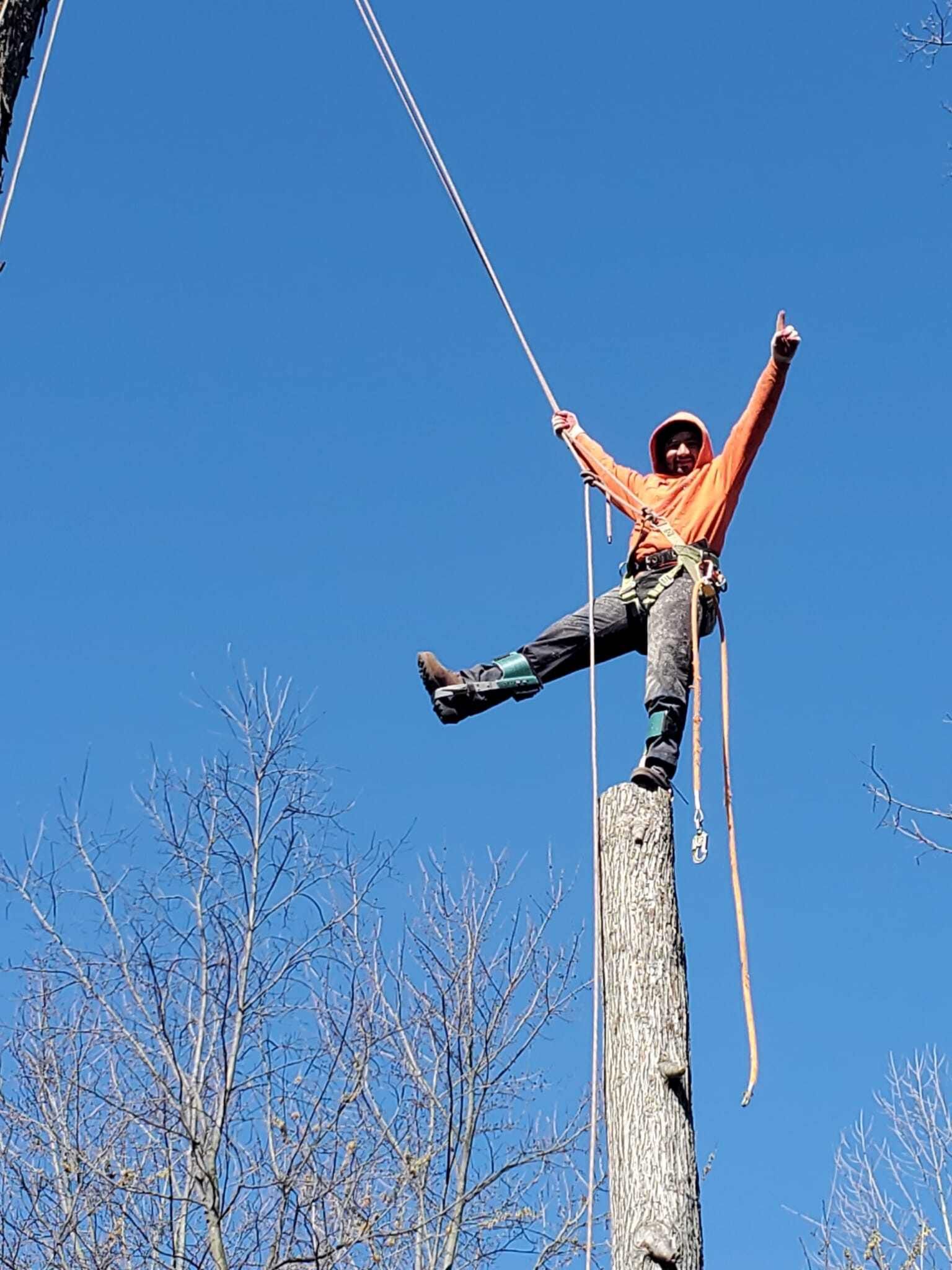 Tree Service