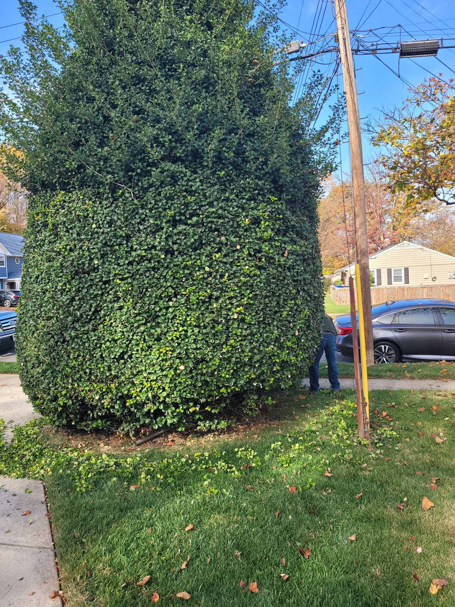 A man is standing next to a large hedge in a yard.