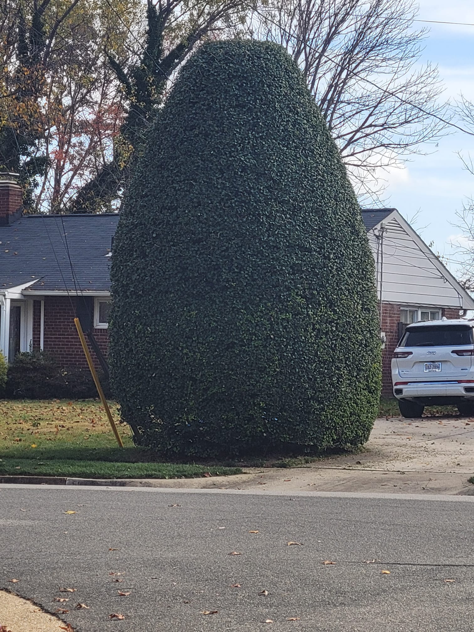 A large bush in the shape of an egg is in front of a house.