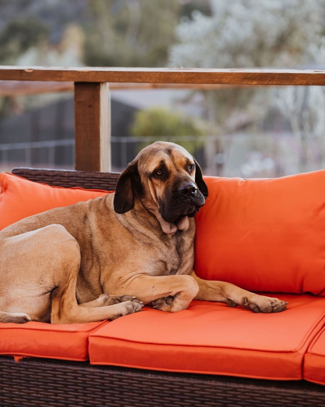 Perro marrón tumbado en un sofá naranja de exterior, mirando hacia la izquierda en un patio
