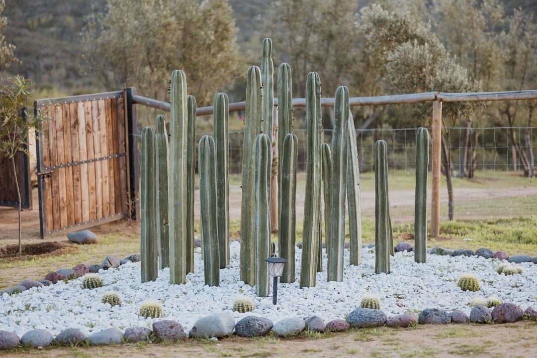 Grupo de cactus altos en un parterre ajardinado con piedras blancas y una cerca de madera al fondo