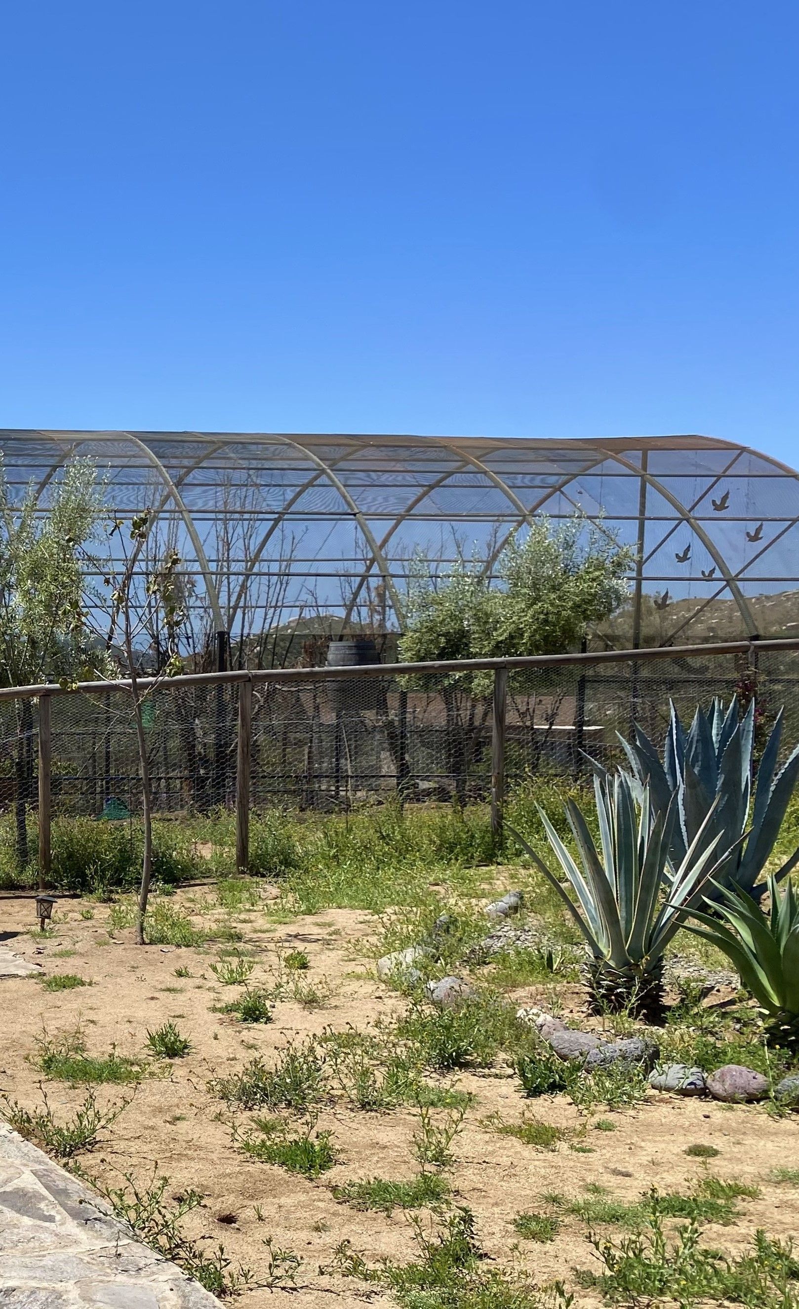 aviario pavoreales