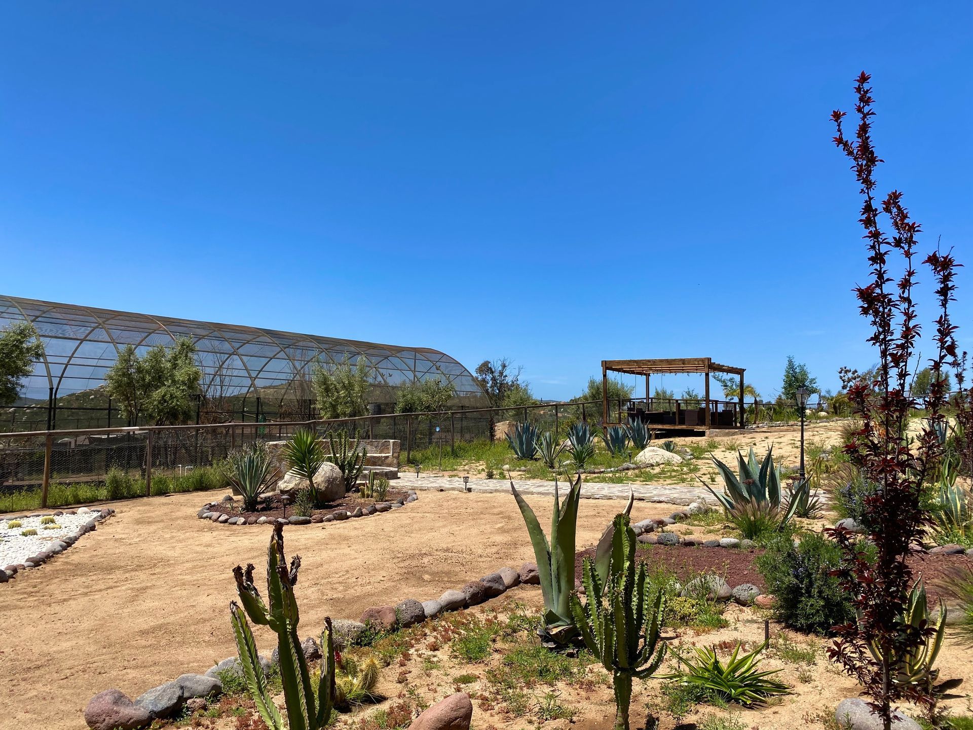 Jardín desértico con cactus, senderos de grava y una pérgola de madera bajo un cielo azul despejado