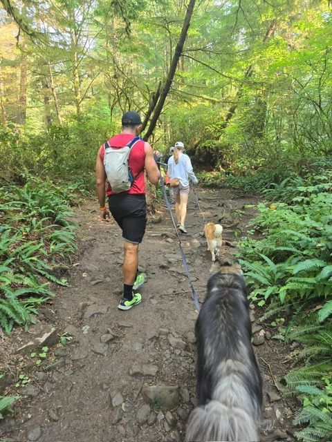 A man and two dogs are walking down a path in the woods.