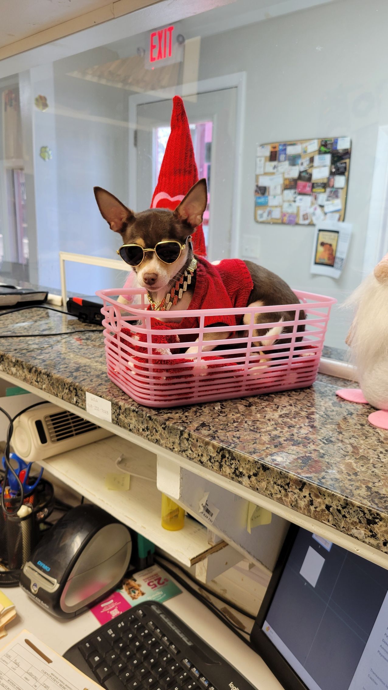 Chihuahua in sunglasses and red sweater sits in pink basket on counter.